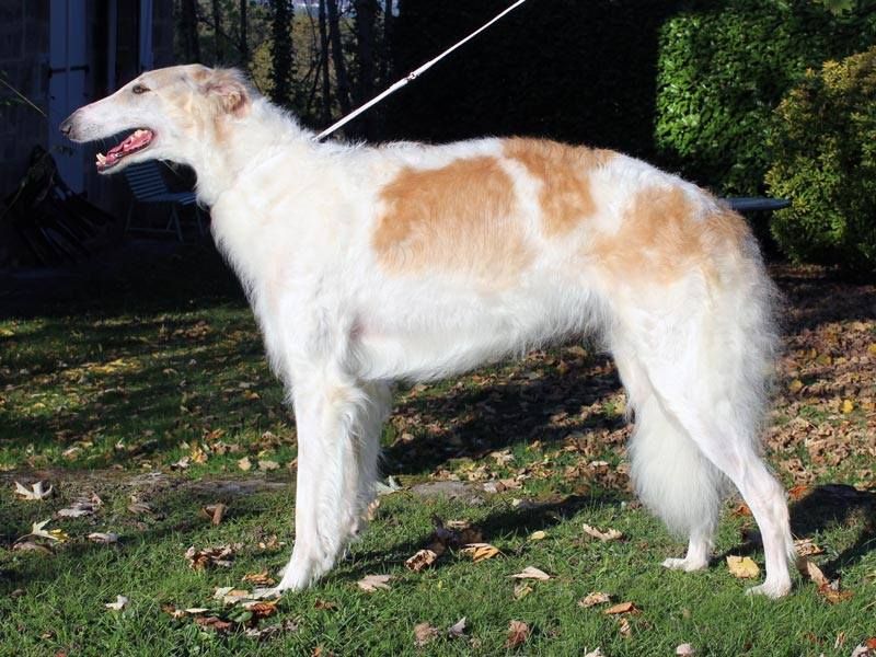 CH. Jarkaïa Cot-regnier