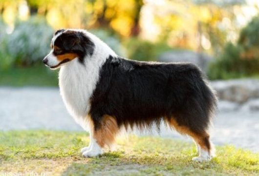 CH. Crazy in love moto pies