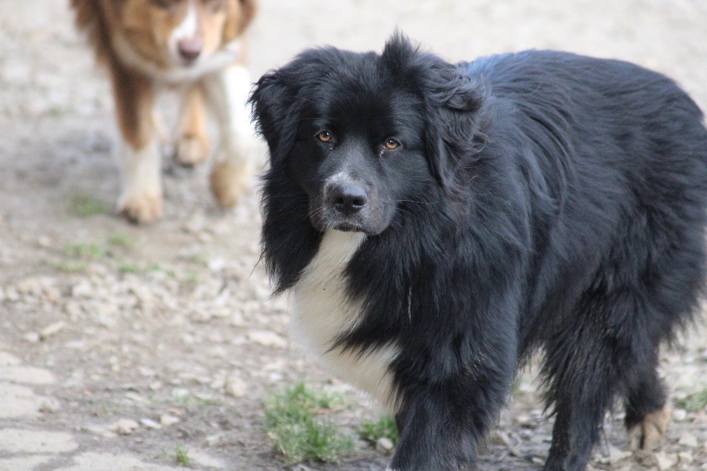 Publication : Dream Of Manou And Dounette