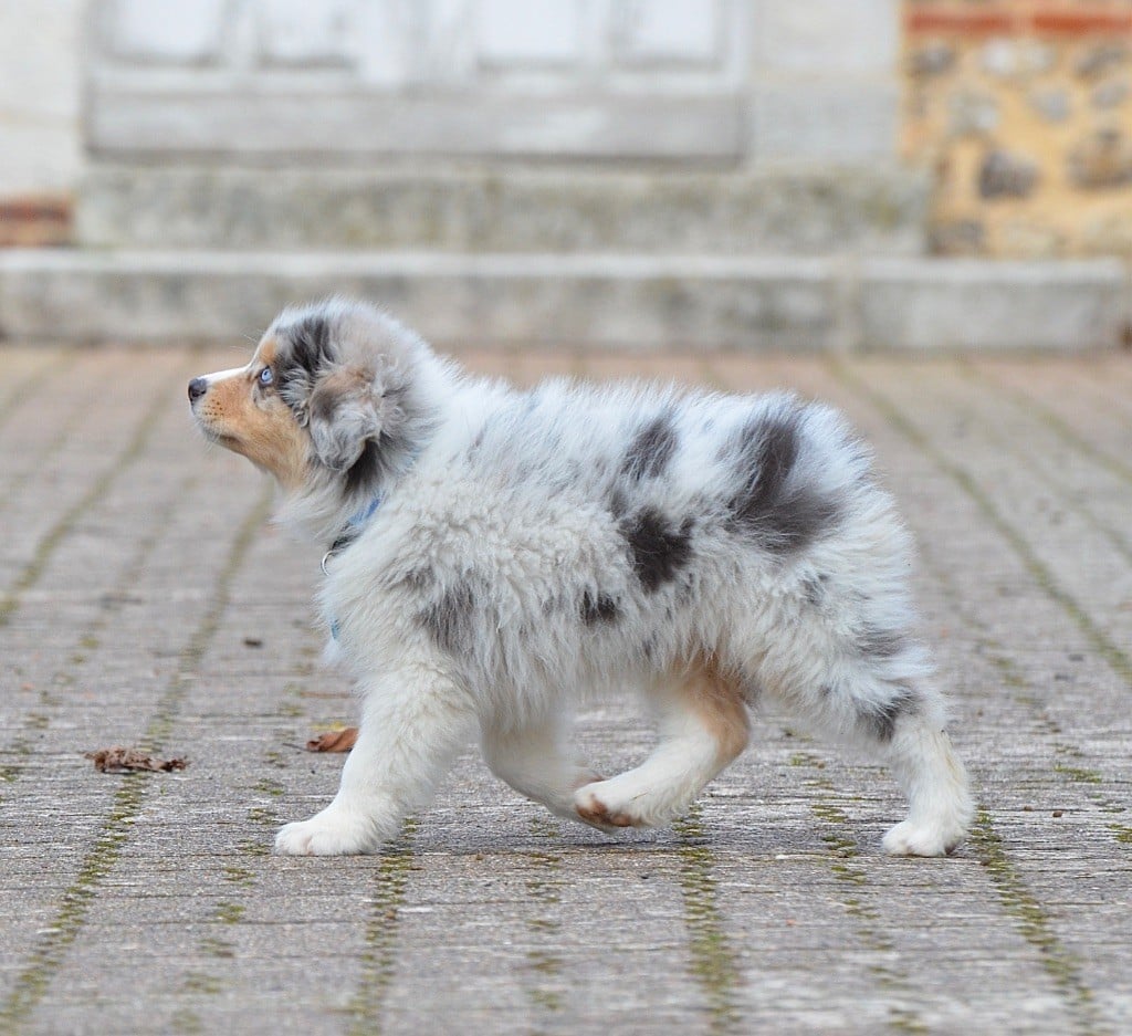 Publication : Du Chemin Pailleté