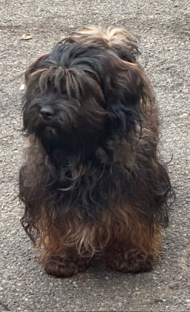 Publication : Del rey rakashi Auteur : CG