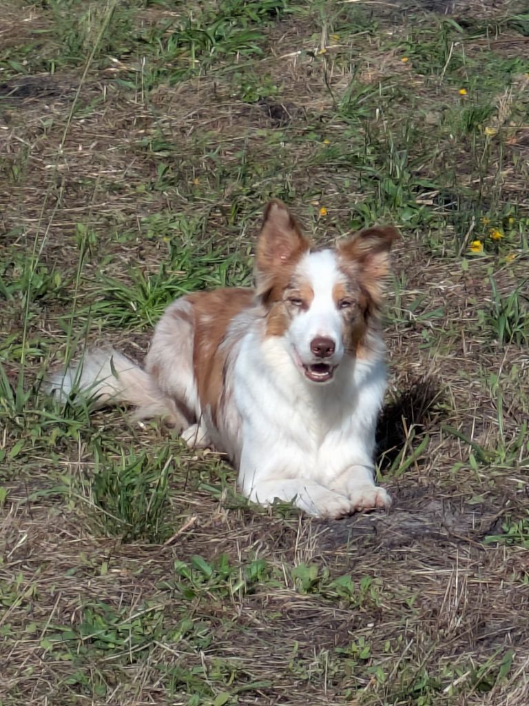 Publication : Des Lovely Lutins Auteur : Justine CARON 