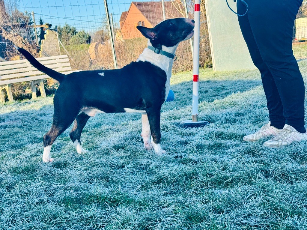 Publication : Des Bulls Du Hainaut Auteur : Des bulls du hainaut