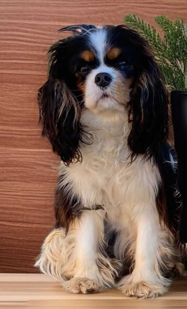 Publication : Du Mas De Dixie Auteur : Du mas de dixie 