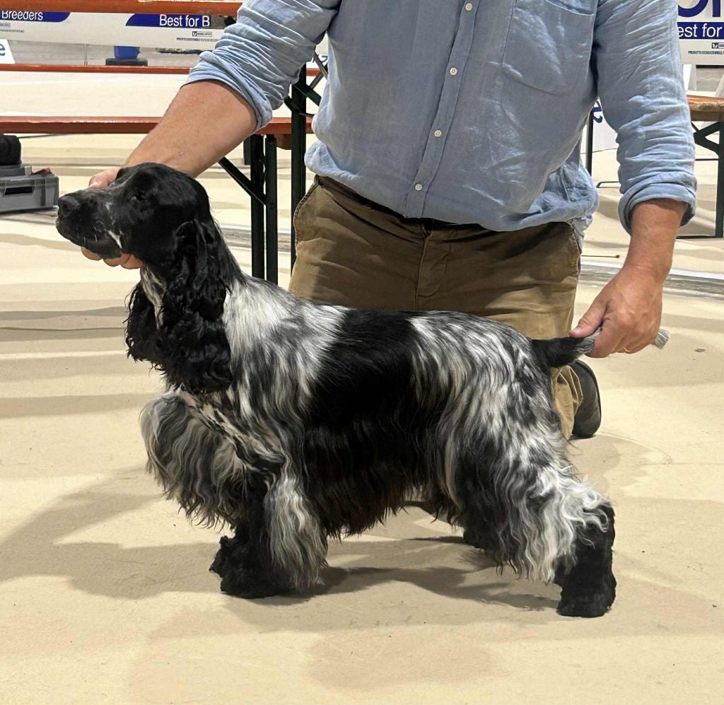 i will be Irresistible charmer