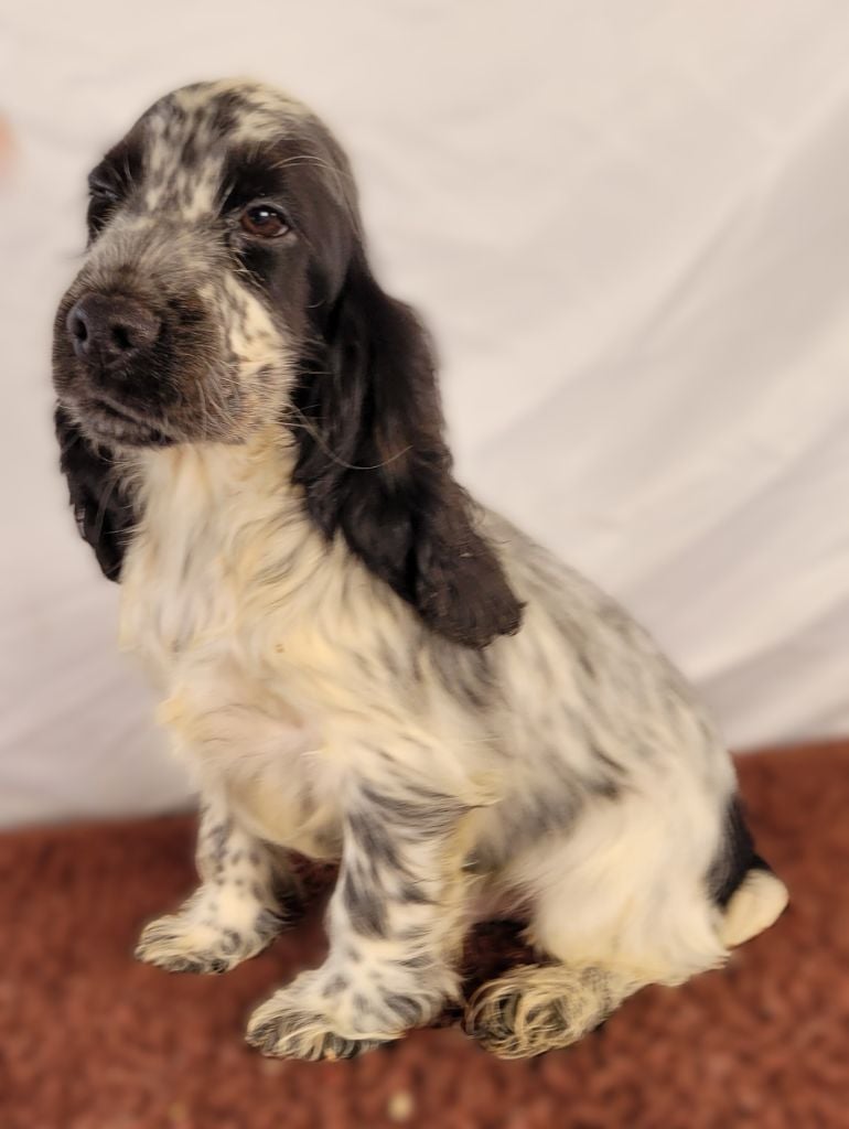 Publication : Des marais de courmont 