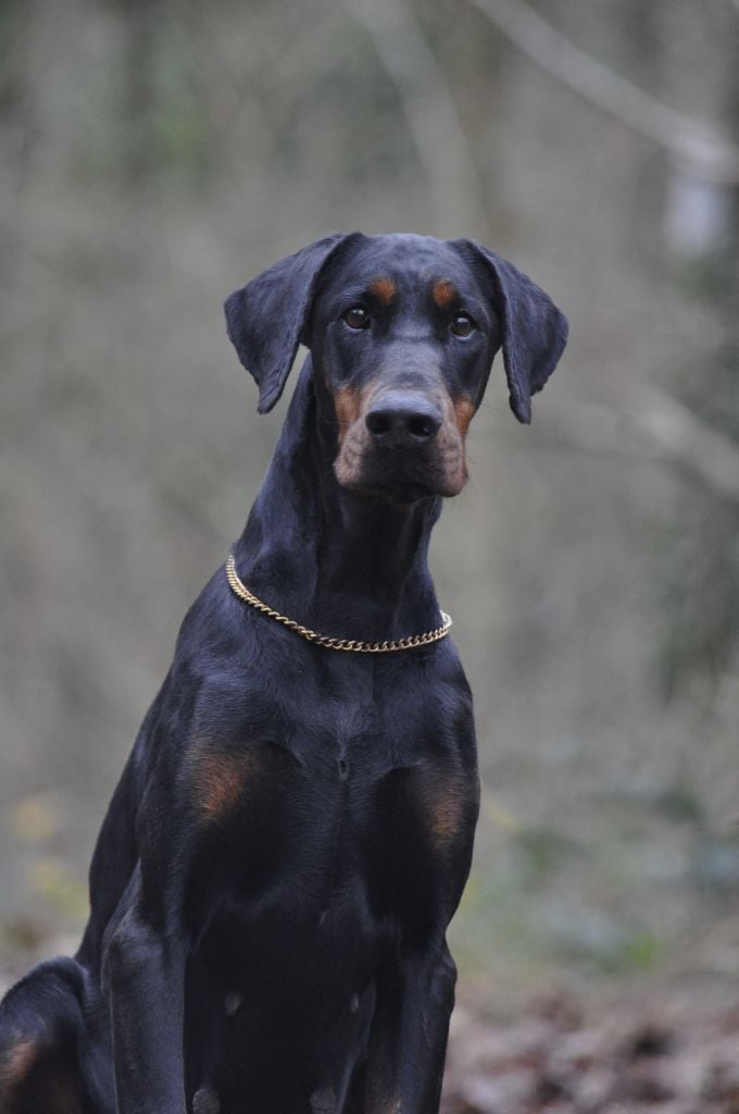 Rebecca roanka vom Gebrannten Walde