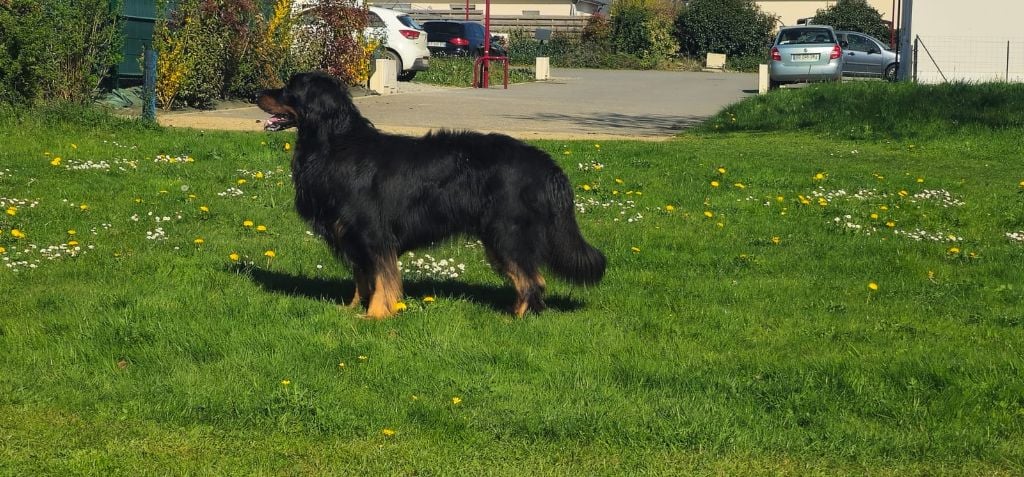 Publication : Des leus altiers 