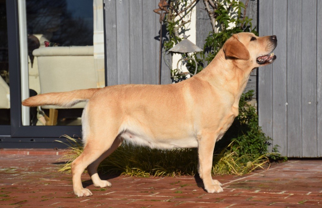 Publication : De L'Etang Balancet 