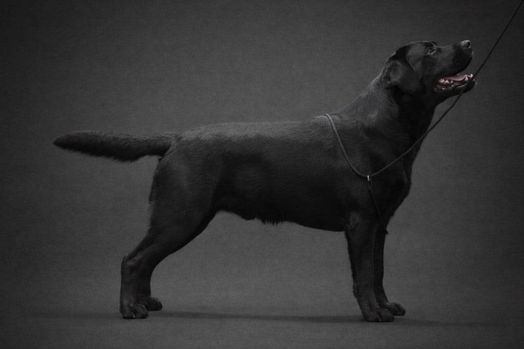 CH. dolbia Celtic twilight