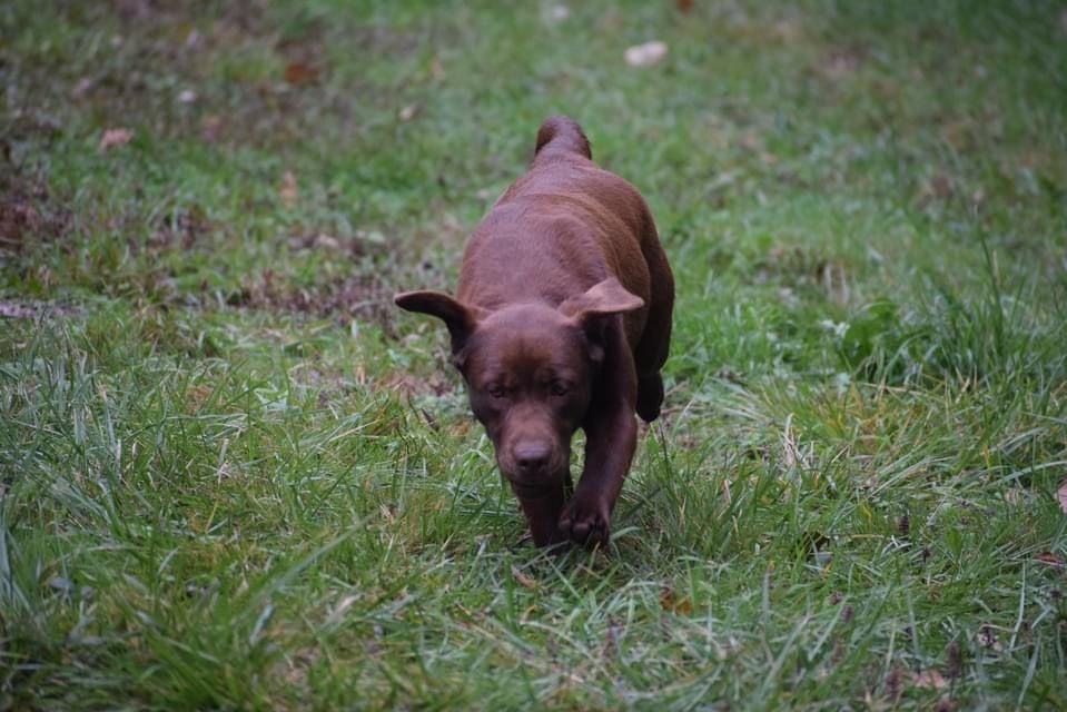 Publication : Des Gazons D'Ile De France 