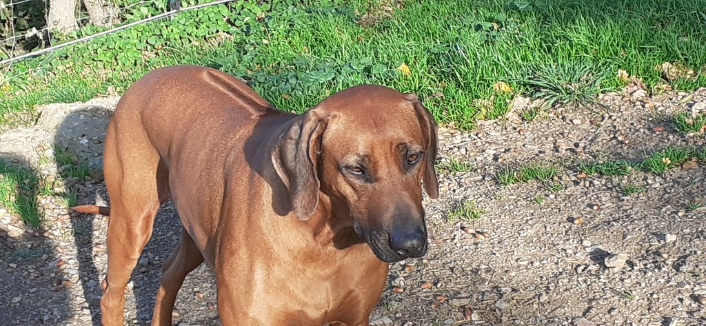 Publication : Hells Rhodesian 