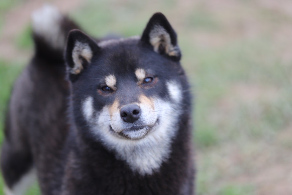 Publication : Au Domaine D’Osaki 