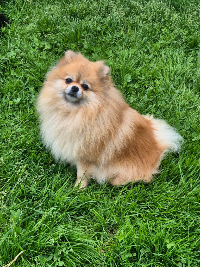 Publication : Burgundy Golden Stars Auteur : BEATRICE BISIAUX