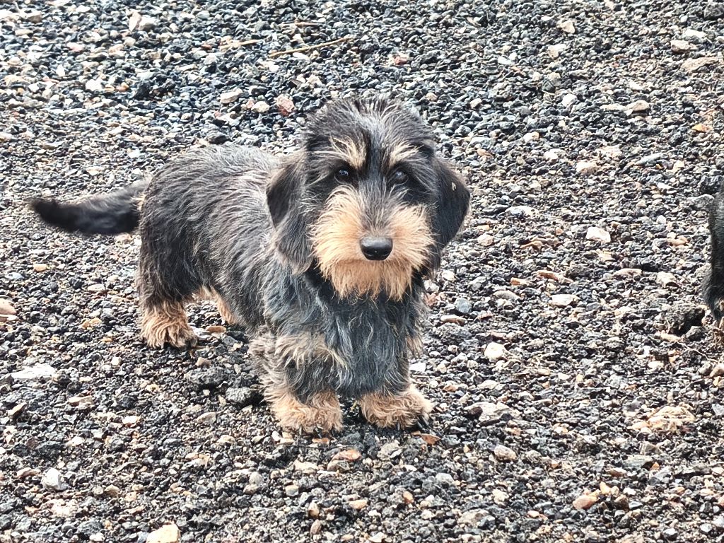 Publication : De chatoisillon Auteur : WILLKOMM ANNICK