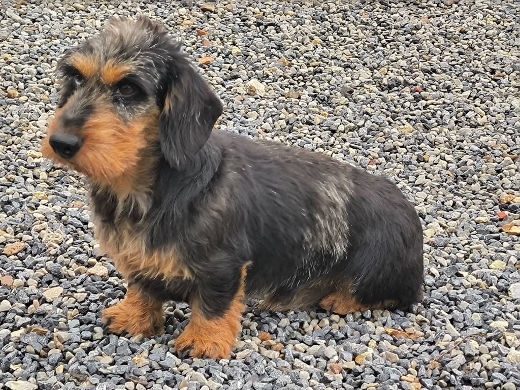 Publication : De chatoisillon Auteur : Willkomm Annick 