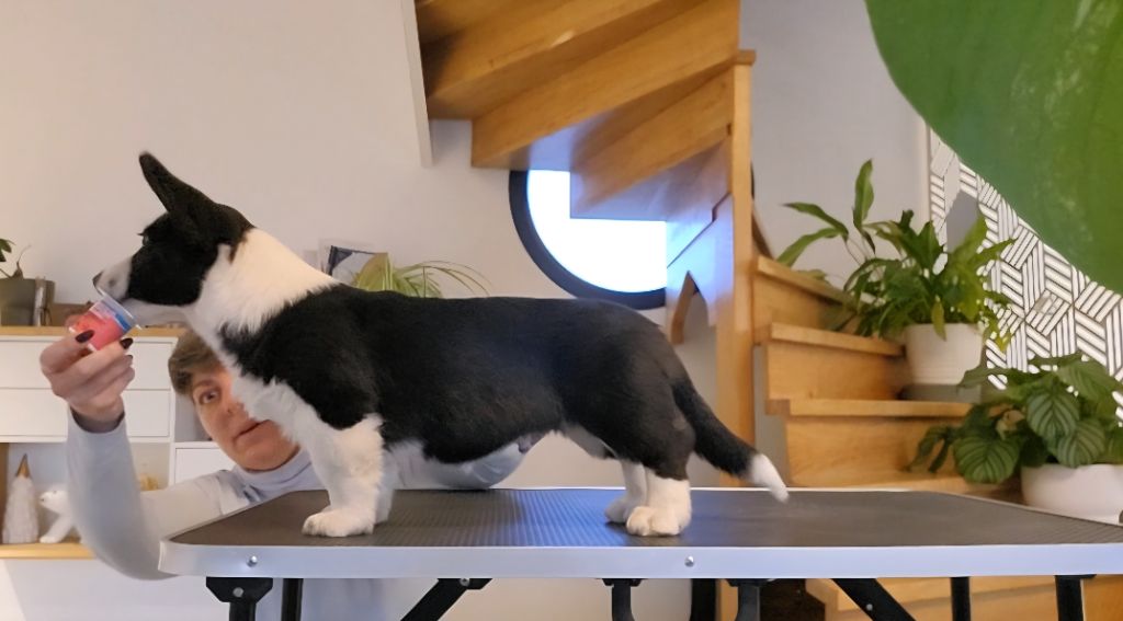 Publication : De L'Empreinte Du Cobra 