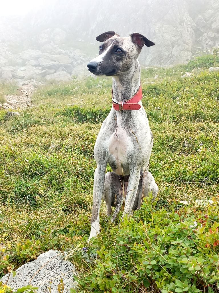 Publication : Des Joyaux Du Domenon 