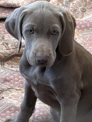 Étalon Braque de Weimar - AIRELLE Des Guerriers De Gueule