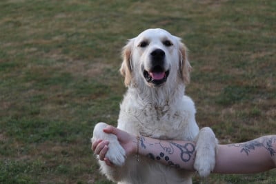 Étalon Golden Retriever - una Des Gardiennes De La Vallée Du Cher