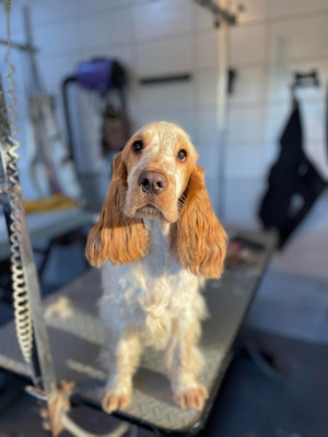 Étalon Cocker Spaniel Anglais - Audace De La Rose Anglaise