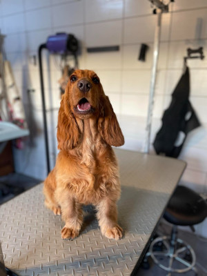 Étalon Cocker Spaniel Anglais - Amarra (Sans Affixe)