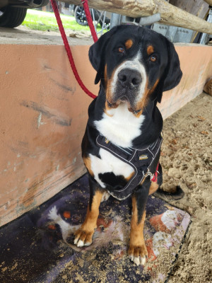 Étalon Grand bouvier suisse - Végéta de la rose glacée