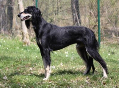 Étalon Saluki - CH. Tâdj Mahâl Tadj-Mahal Panjshir-Layyil
