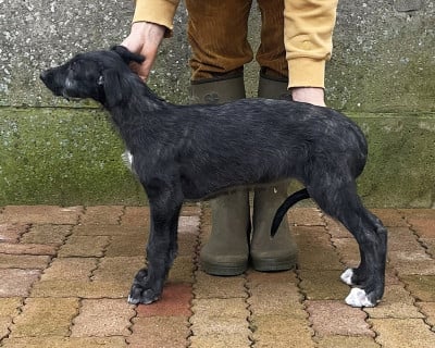 Étalon Levrier Ecossais - Antonius Vertragus Ardente-Amazone