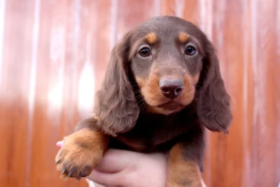 Étalon Teckel poil long - A last race Of Moonlight Blue