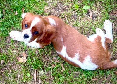 Étalon Cavalier King Charles Spaniel - Apple pie Du Bois Des Girardons