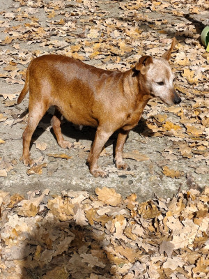 Étalon Pinscher nain - Ninon (Sans Affixe)