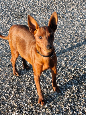 Étalon Pinscher nain - Arancia L'alliance De Mallory