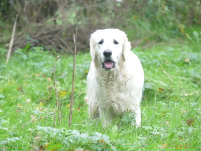 Étalon Golden Retriever - Una de la plaine des peupliers