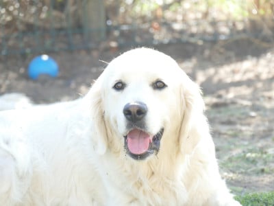 Étalon Golden Retriever - Holy de la plaine des peupliers