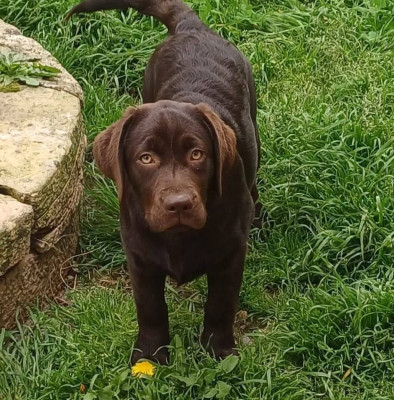 Étalon Labrador Retriever - Ultime Desir Du Puy Des Merveilles