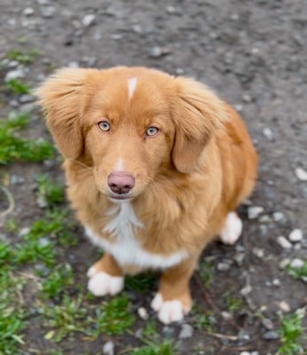 Étalon Retriever de la Nouvelle-Ecosse - Hoxakam Arya stark