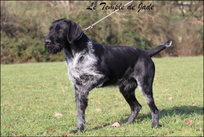 Étalon Chien d'arrêt allemand à poil dur - Veneur dit "NONO" Domaine du Grand Coin