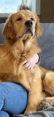 Étalon Golden Retriever - golden glory Dreams Do Come True