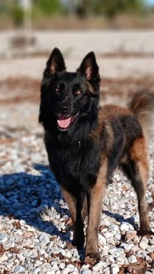 U Fuji Du Royaume De B’Oxie