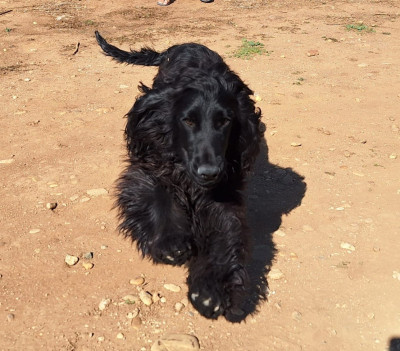 Étalon Cocker Spaniel Anglais - TAMI De L'Arc De Sedo