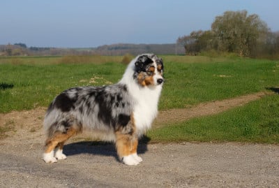 Étalon Berger Australien - The last of us Del Diamante Azul