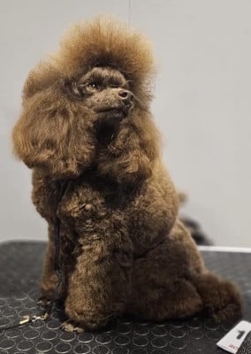 Étalon Caniche - Thaïs du bois de Morchène