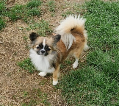 Étalon Chihuahua - Vicky My Dream Du Domaine Des Grands Causses