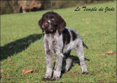 Étalon Chien d'arrêt allemand à poil dur - Artemis du Clos du Chasseur