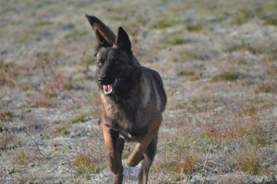 Étalon Berger Belge - Aumie De La Mare Aux Charmes