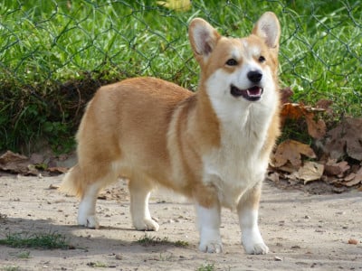 Étalon Welsh Corgi Pembroke - Vanity du clos d'Arlequin