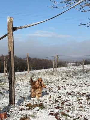 Étalon Cocker Spaniel Anglais - Valkyrie Dream Of Best In Show