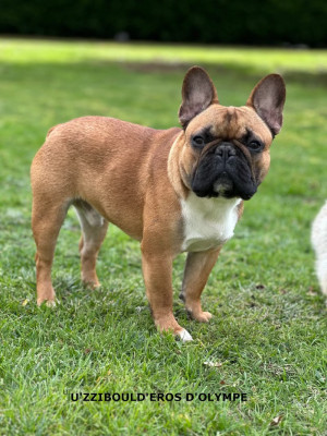 Étalon Bouledogue français - U'zzi Bould'eros D'Olympe