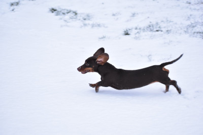 Étalon Teckel poil ras - A'Penelope de l'enclos thierachien